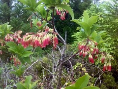 Vaccinium cylindraceum