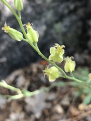 Streptanthus bernardinus