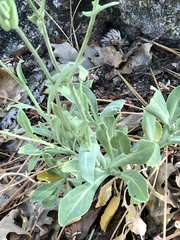 Streptanthus bernardinus