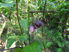 Passiflora riparia