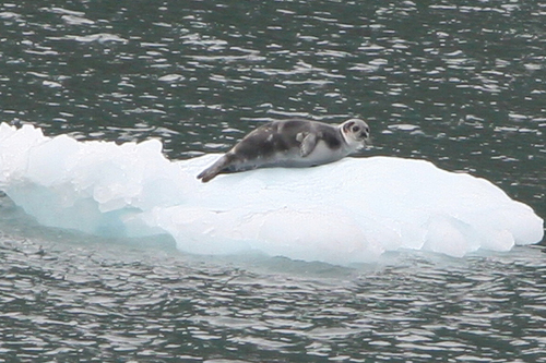 Ribbon Seal