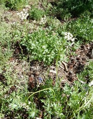 Ligusticum grayi