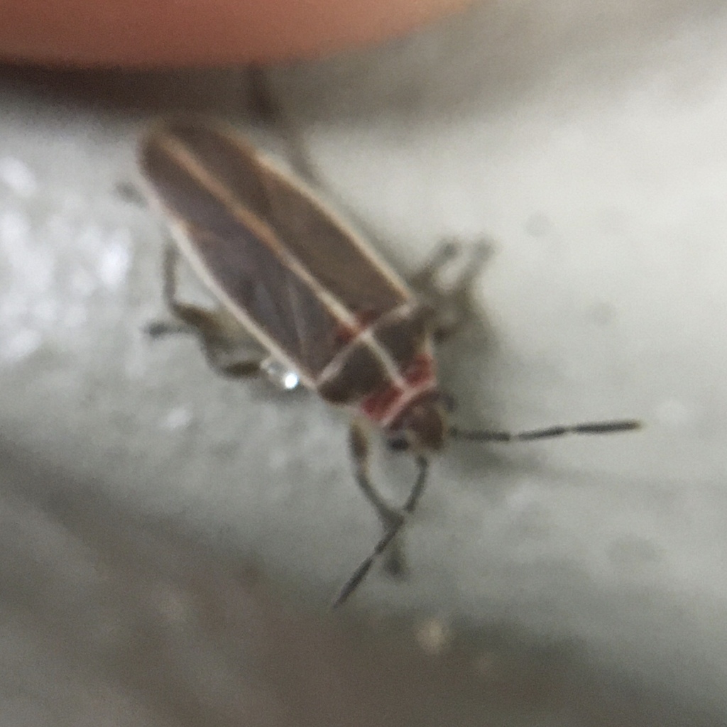 Ektyphonotus