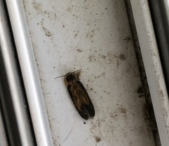 Lamprohiza delarouzei