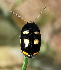 Cryptocephalus crassus