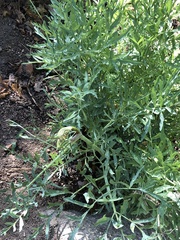 Angelica capitellata