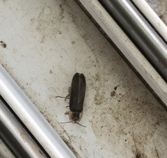 Lamprohiza delarouzei