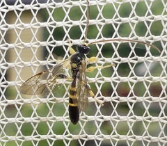 Colpotrochia trifasciata