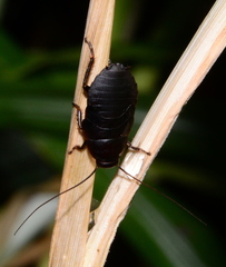 Diploptera punctata