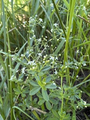 Galium asprellum