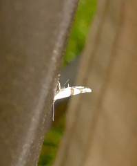Argyresthia oreasella