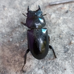 Dorcus nepalensis