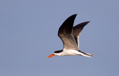 Rynchops flavirostris