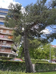 Pinus pinea