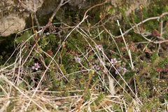 Kalmia procumbens