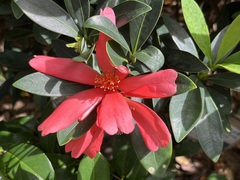 Camellia azalea