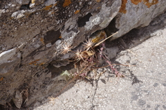 Hyoseris radiata