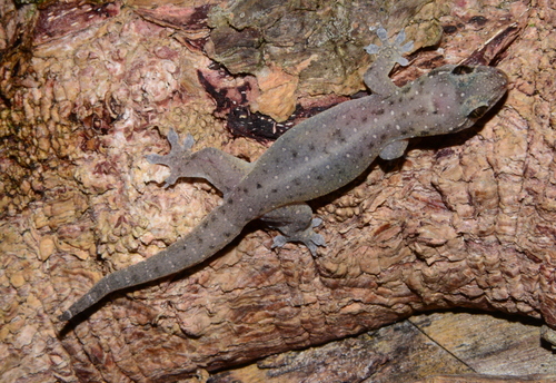 Gehyra mutilata observed 2018-06-30