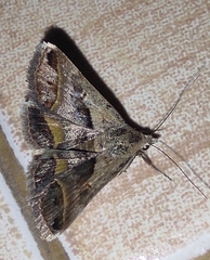 Acantholipes