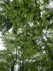 Fagus grandifolia