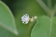 Croton ciliatoglandulifer