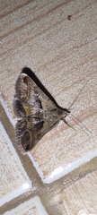 Acantholipes