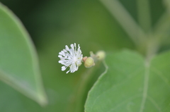 Croton ciliatoglandulifer