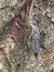 Neomochtherus pallipes