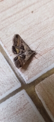 Acantholipes