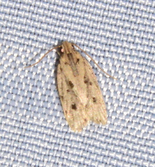 Stoeberhinus testaceus