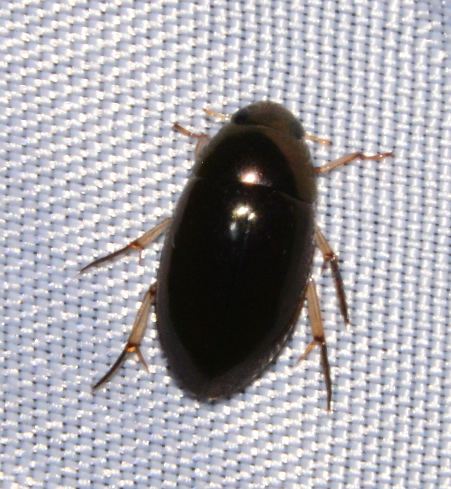Tropisternus salsamentus