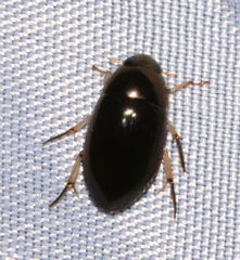 Tropisternus salsamentus