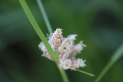 Bolboschoenus maritimus paludosus