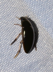 Tropisternus salsamentus