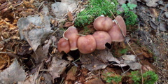 Rhodocollybia prolixa
