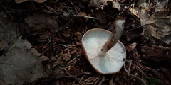 Rhodocollybia prolixa