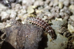 Micronaspis floridana