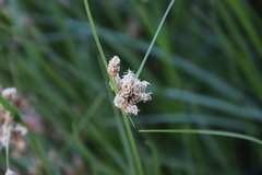 Bolboschoenus maritimus paludosus