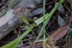 Bolboschoenus maritimus paludosus