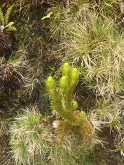 Phlegmariurus dentatus