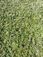 Pilosella flagellaris