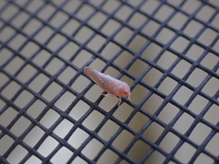 Omolicna