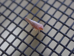 Omolicna