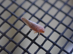 Omolicna