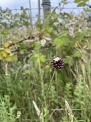 Allium vineale compactum