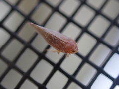 Omolicna