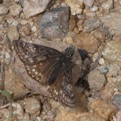 Erynnis pacuvius