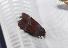Hampsonodes mastoides