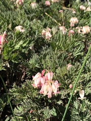 Dicentra nevadensis