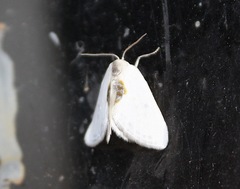 Cilix hispanica